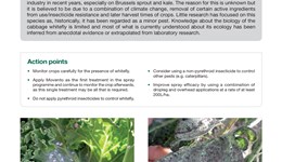 Cabbage whitefly